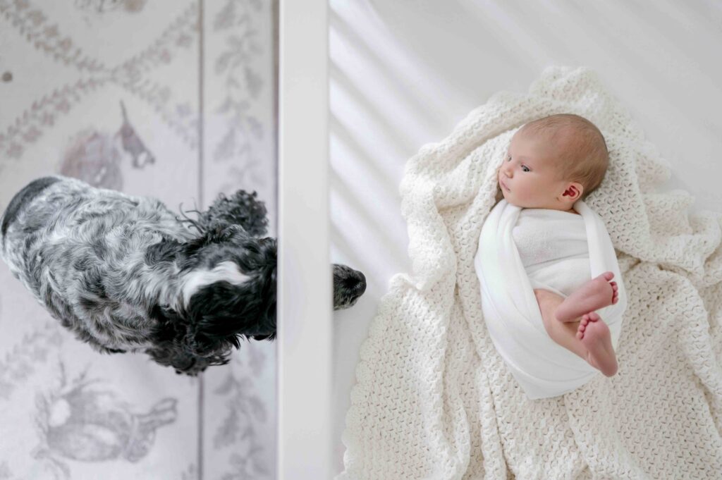 Black and white dog smells a newborn baby in her crib