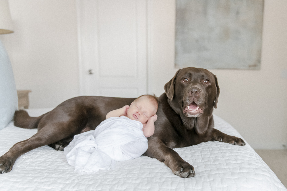A chocolate lab dog lays on a bed as a newborn lays on his stomach