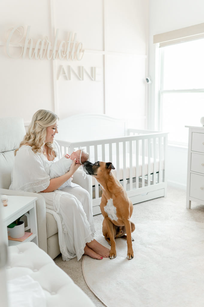 A boxer dog kisses newborn baby held by her mother  by Brentwood newborn photographer Kristie Lloyd.